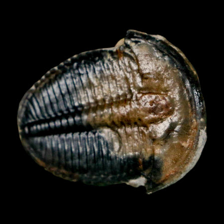 1" Elrathia Kingi Trilobite Fossil Utah Cambrian Age 521 Million Years Old COA