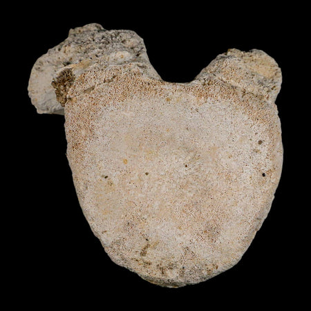 3" Plesiosaur Fossil Vertebrae Cretaceous Dinosaur Era Morocco Zarafasaura COA