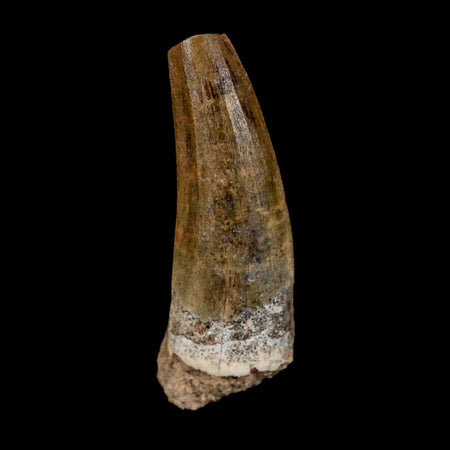 1.4" Suchomimus Fossil Tooth Cretaceous Spinosaurid Dinosaur Elraz FM Niger COA