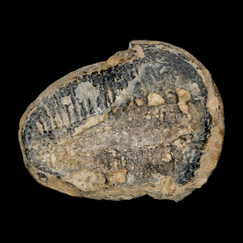 1" Elrathia Kingi Trilobite Fossil Utah Cambrian Age 521 Million Years Old COA