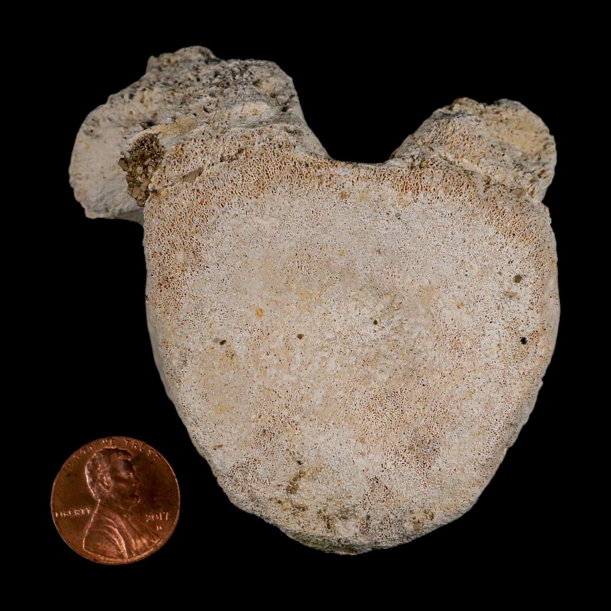 3" Plesiosaur Fossil Vertebrae Cretaceous Dinosaur Era Morocco Zarafasaura COA - Fossil Age Minerals
