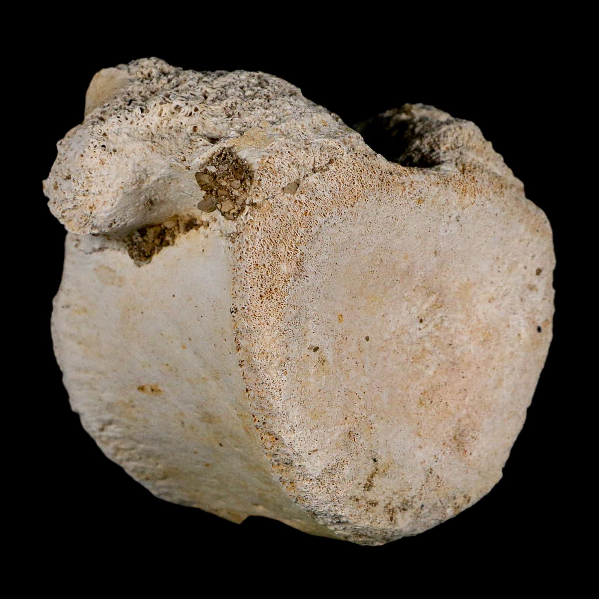 3" Plesiosaur Fossil Vertebrae Cretaceous Dinosaur Era Morocco Zarafasaura COA - Fossil Age Minerals