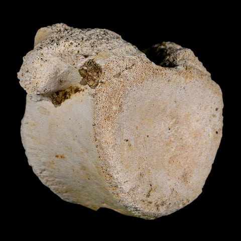 3" Plesiosaur Fossil Vertebrae Cretaceous Dinosaur Era Morocco Zarafasaura COA - Fossil Age Minerals