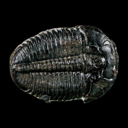 1" Elrathia Kingi Trilobite Fossil Utah Cambrian Age 521 Million Years Old COA