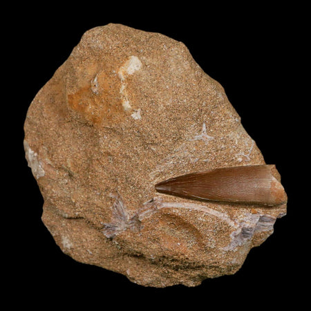 1.4" Plesiosaur Zarafasaura Tooth Fossil In Matrix Cretaceous Dinosaur Era COA