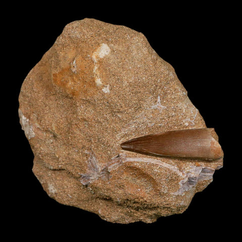 1.4" Plesiosaur Zarafasaura Tooth Fossil In Matrix Cretaceous Dinosaur Era COA