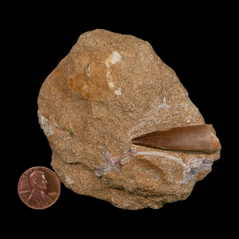 1.4" Plesiosaur Zarafasaura Tooth Fossil In Matrix Cretaceous Dinosaur Era COA