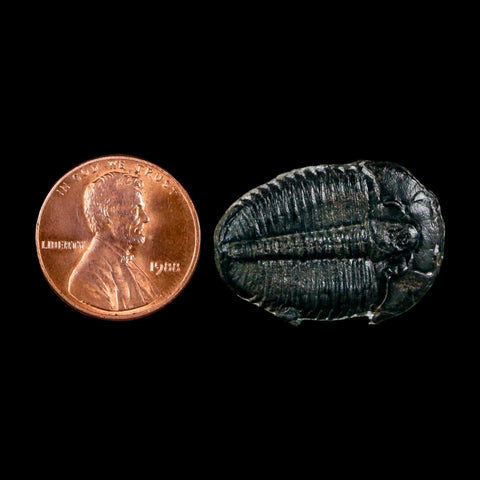 1" Elrathia Kingi Trilobite Fossil Utah Cambrian Age 521 Million Years Old COA