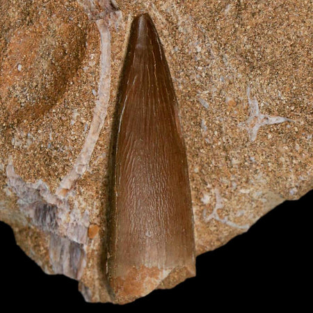 1.4" Plesiosaur Zarafasaura Tooth Fossil In Matrix Cretaceous Dinosaur Era COA