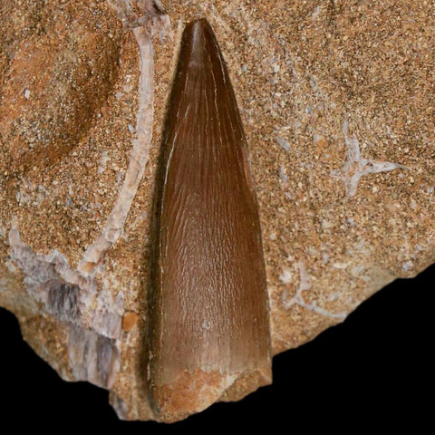 1.4" Plesiosaur Zarafasaura Tooth Fossil In Matrix Cretaceous Dinosaur Era COA