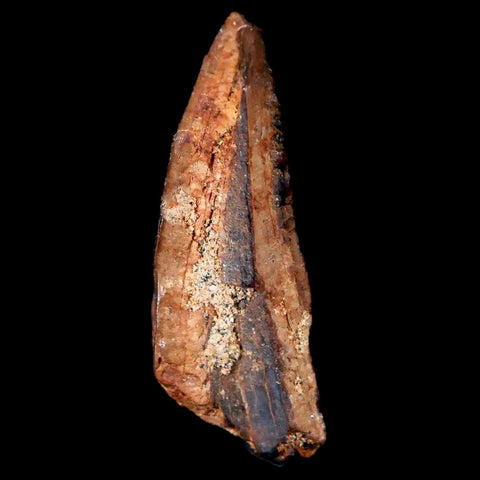 1.4" Tyrannosaurus Rex Fossil Tooth Section Lance Creek FM Cretaceous Dinosaur WY COA - Fossil Age Minerals