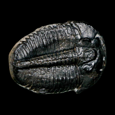 1" Elrathia Kingi Trilobite Fossil Utah Cambrian Age 521 Million Years Old COA