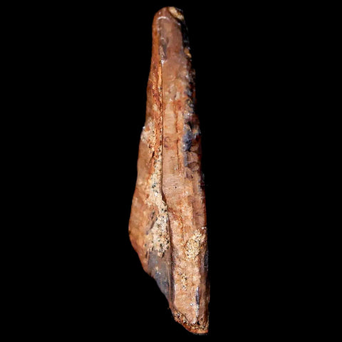 1.4" Tyrannosaurus Rex Fossil Tooth Section Lance Creek FM Cretaceous Dinosaur WY COA - Fossil Age Minerals