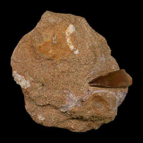 1.4" Plesiosaur Zarafasaura Tooth Fossil In Matrix Cretaceous Dinosaur Era COA