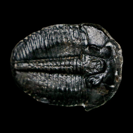 1" Elrathia Kingi Trilobite Fossil Utah Cambrian Age 521 Million Years Old COA