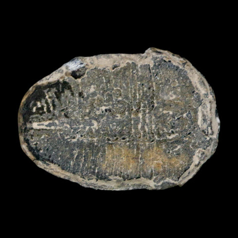 1" Elrathia Kingi Trilobite Fossil Utah Cambrian Age 521 Million Years Old COA