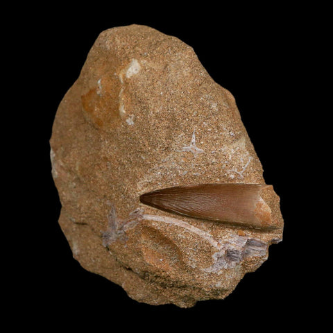 1.4" Plesiosaur Zarafasaura Tooth Fossil In Matrix Cretaceous Dinosaur Era COA