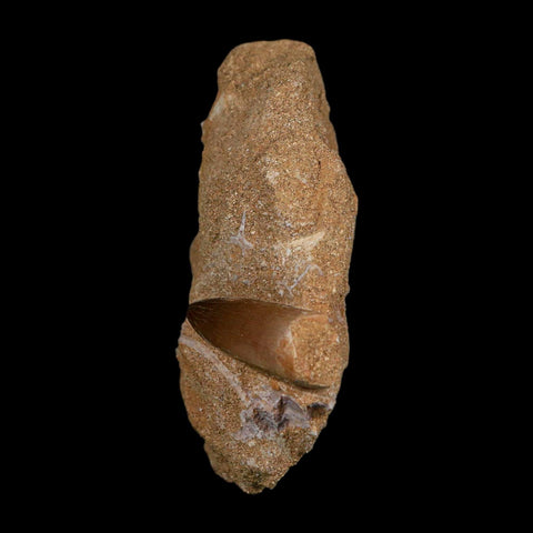 1.4" Plesiosaur Zarafasaura Tooth Fossil In Matrix Cretaceous Dinosaur Era COA