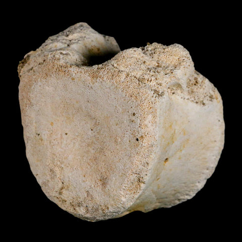 3" Plesiosaur Fossil Vertebrae Cretaceous Dinosaur Era Morocco Zarafasaura COA - Fossil Age Minerals