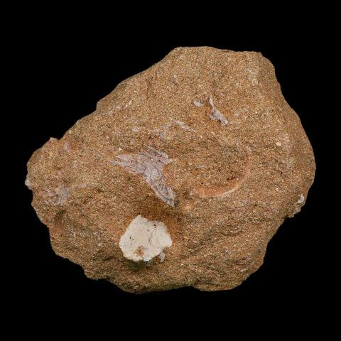 1.4" Plesiosaur Zarafasaura Tooth Fossil In Matrix Cretaceous Dinosaur Era COA