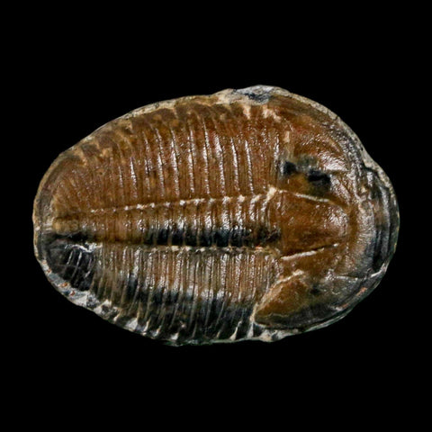 1" Elrathia Kingi Trilobite Fossil Utah Cambrian Age 521 Million Years Old COA