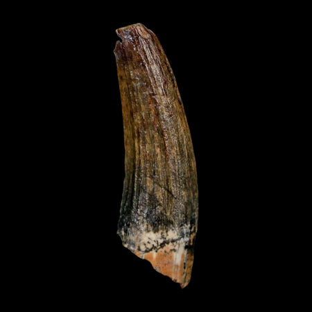 1.3" Suchomimus Fossil Tooth Cretaceous Spinosaurid Dinosaur Elraz FM Niger COA