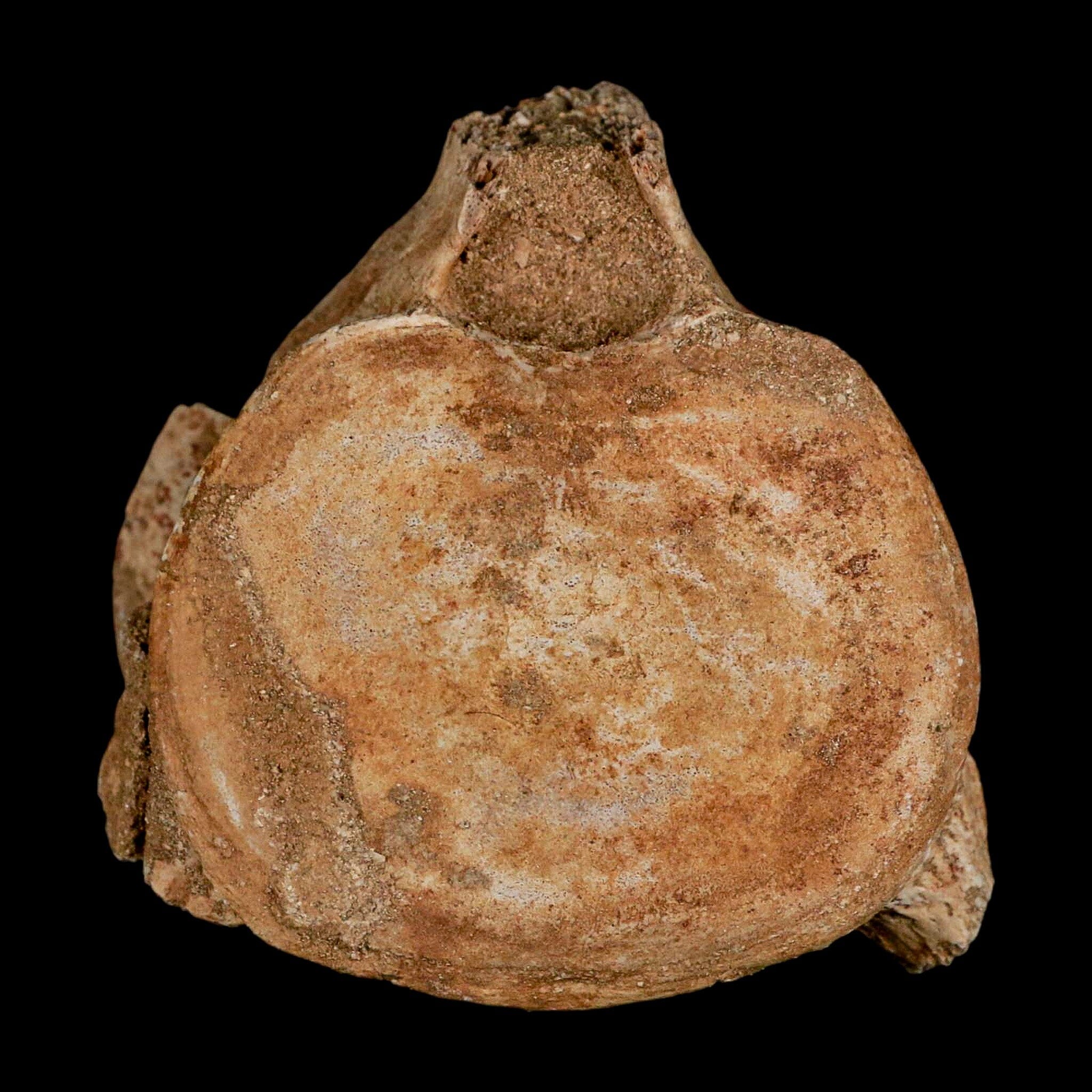 2.9" Plesiosaur Fossil Vertebrae Cretaceous Dinosaur Era Morocco Zarafasaura COA - Fossil Age Minerals