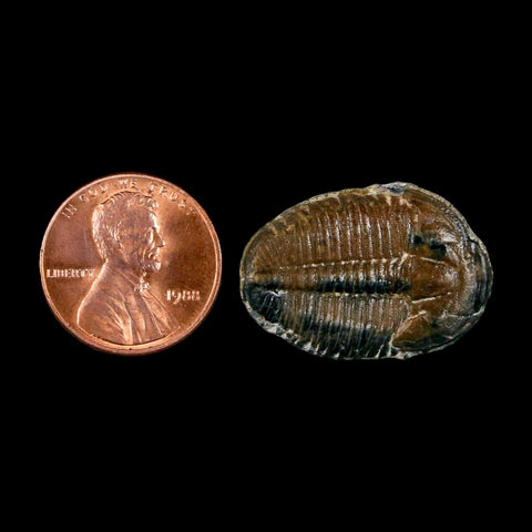 1" Elrathia Kingi Trilobite Fossil Utah Cambrian Age 521 Million Years Old COA