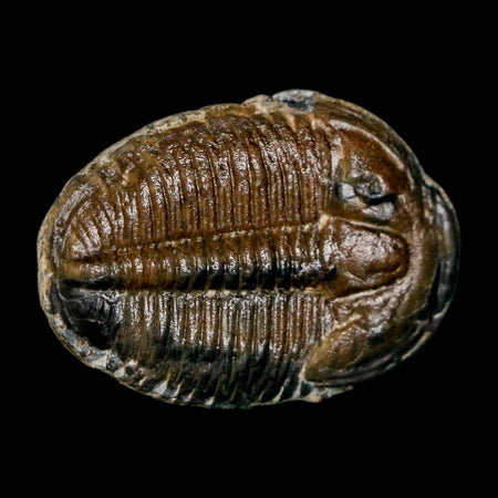 1" Elrathia Kingi Trilobite Fossil Utah Cambrian Age 521 Million Years Old COA
