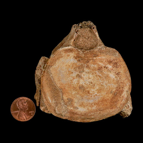 2.9" Plesiosaur Fossil Vertebrae Cretaceous Dinosaur Era Morocco Zarafasaura COA - Fossil Age Minerals