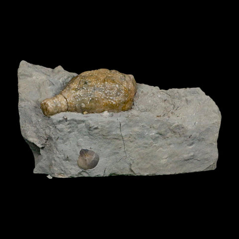 1.7" Holocystites Sp Crinoid In Matrix Fossil Silurian Age Osgood Shale Napoleon Indiana - Fossil Age Minerals