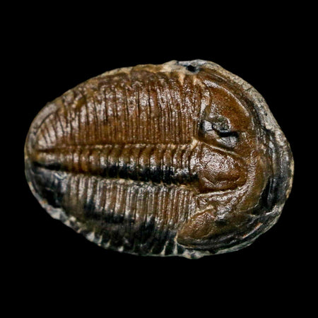 1" Elrathia Kingi Trilobite Fossil Utah Cambrian Age 521 Million Years Old COA