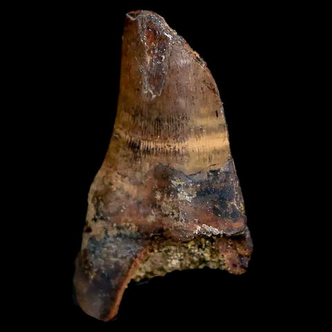 1" Tyrannosaurus Rex Fossil Tooth Section Lance Creek FM Cretaceous Dinosaur WY COA - Fossil Age Minerals