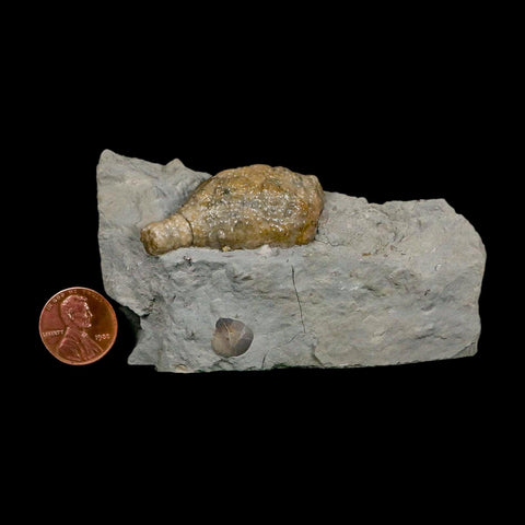 1.7" Holocystites Sp Crinoid In Matrix Fossil Silurian Age Osgood Shale Napoleon Indiana - Fossil Age Minerals