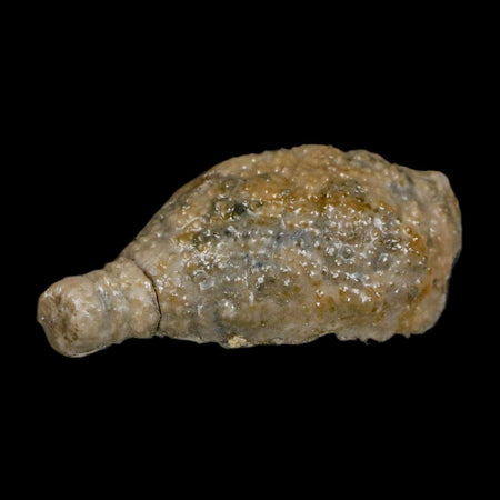 1.7" Holocystites Sp Crinoid In Matrix Fossil Silurian Age Osgood Shale Napoleon Indiana