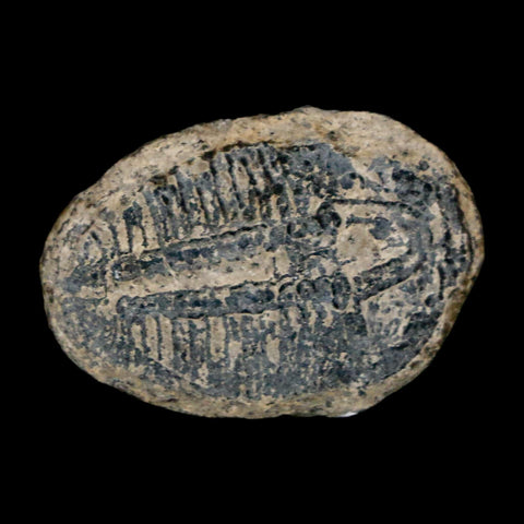 1" Elrathia Kingi Trilobite Fossil Utah Cambrian Age 521 Million Years Old COA