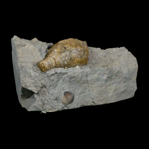 1.7" Holocystites Sp Crinoid In Matrix Fossil Silurian Age Osgood Shale Napoleon Indiana - Fossil Age Minerals