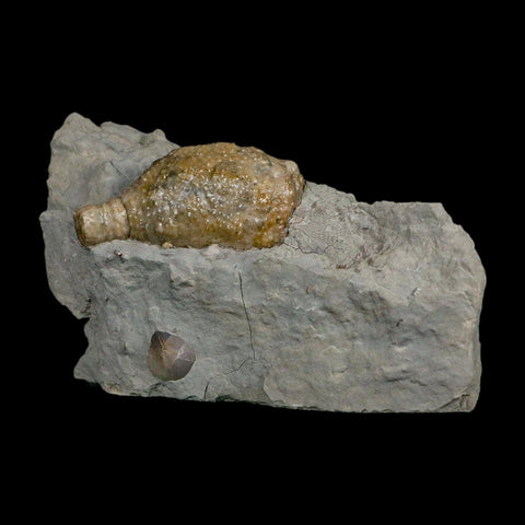 1.7" Holocystites Sp Crinoid In Matrix Fossil Silurian Age Osgood Shale Napoleon Indiana - Fossil Age Minerals