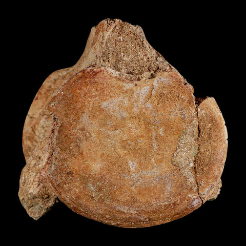 2.9" Plesiosaur Fossil Vertebrae Cretaceous Dinosaur Era Morocco Zarafasaura COA - Fossil Age Minerals