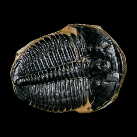 1" Elrathia Kingi Trilobite Fossil Utah Cambrian Age 521 Million Years Old COA