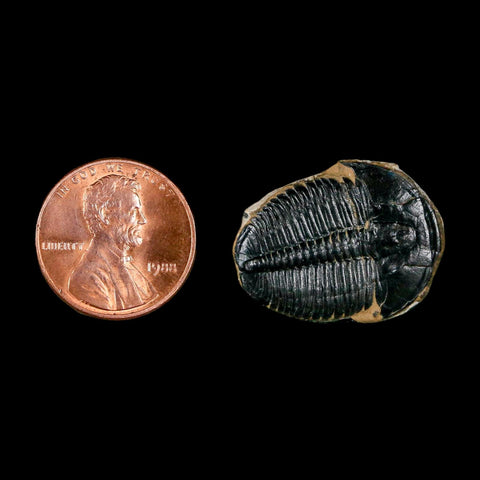 1" Elrathia Kingi Trilobite Fossil Utah Cambrian Age 521 Million Years Old COA