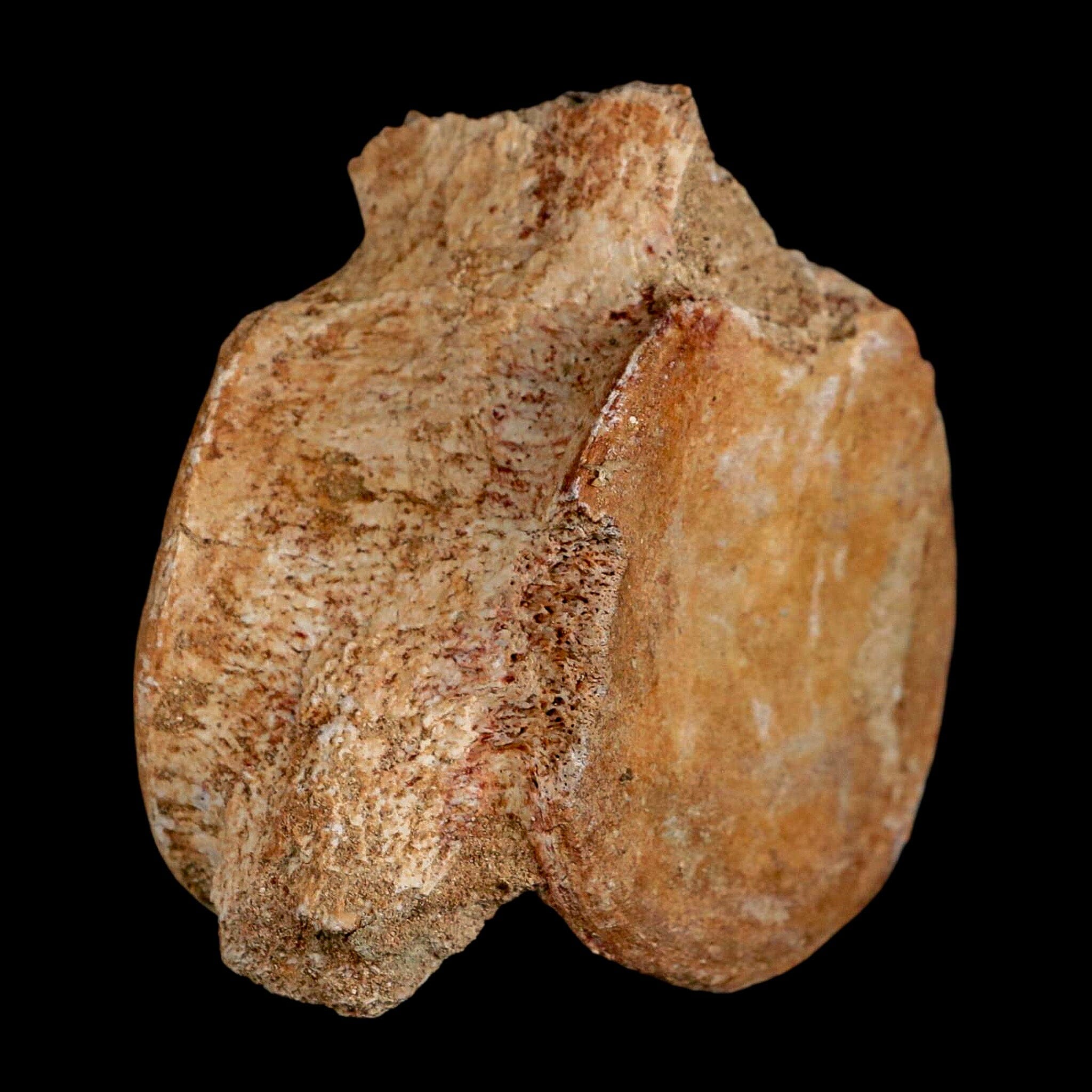 2.9" Plesiosaur Fossil Vertebrae Cretaceous Dinosaur Era Morocco Zarafasaura COA - Fossil Age Minerals