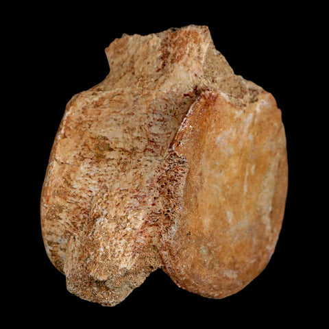 2.9" Plesiosaur Fossil Vertebrae Cretaceous Dinosaur Era Morocco Zarafasaura COA - Fossil Age Minerals