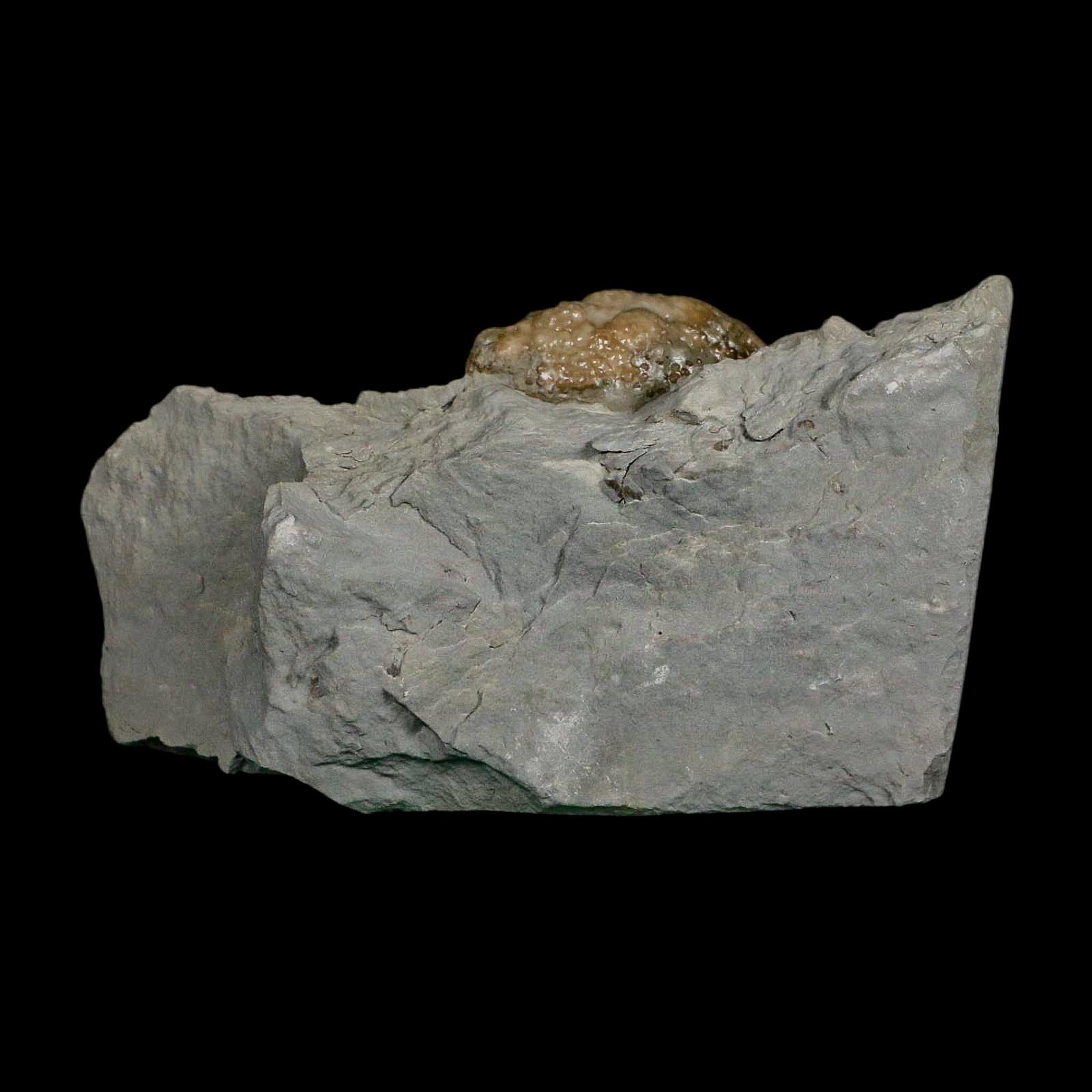 1.7" Holocystites Sp Crinoid In Matrix Fossil Silurian Age Osgood Shale Napoleon Indiana - Fossil Age Minerals
