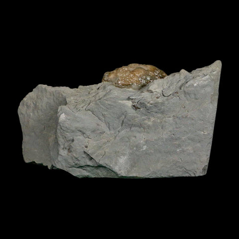 1.7" Holocystites Sp Crinoid In Matrix Fossil Silurian Age Osgood Shale Napoleon Indiana - Fossil Age Minerals