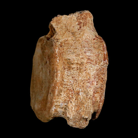 2.9" Plesiosaur Fossil Vertebrae Cretaceous Dinosaur Era Morocco Zarafasaura COA - Fossil Age Minerals