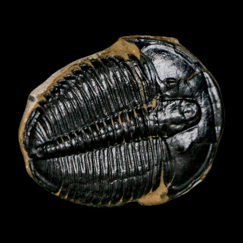 1" Elrathia Kingi Trilobite Fossil Utah Cambrian Age 521 Million Years Old COA