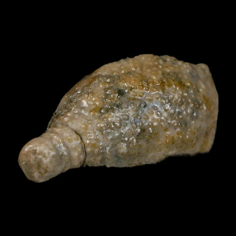 1.7" Holocystites Sp Crinoid In Matrix Fossil Silurian Age Osgood Shale Napoleon Indiana - Fossil Age Minerals