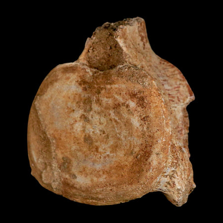 2.9" Plesiosaur Fossil Vertebrae Cretaceous Dinosaur Era Morocco Zarafasaura COA