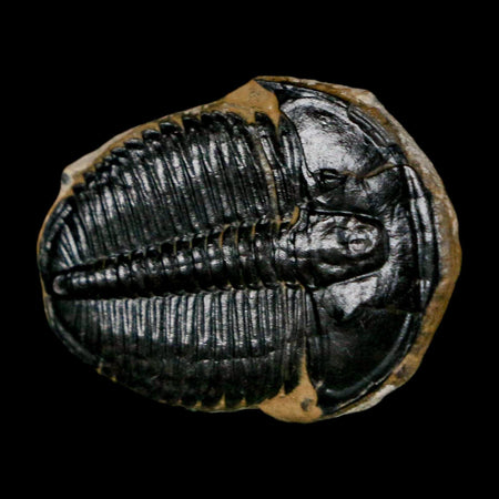 1" Elrathia Kingi Trilobite Fossil Utah Cambrian Age 521 Million Years Old COA